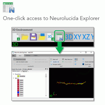 Neurolucida 360自动三维神经元重建和定量分析图4