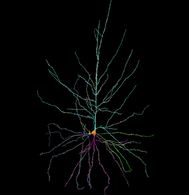 Neurolucida 360自动三维神经元重建和定量分析图5