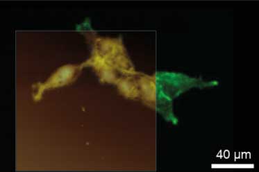 MountainsSPIP Image Analysis Software For Scanning Probe Microscopes 显微镜配件